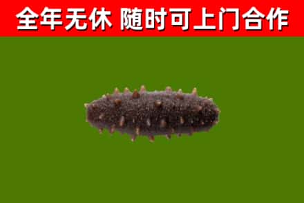 琼中县回收海参干